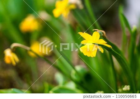 Yellow trumpet daffodil Yellow trumpet daffodil 110050665