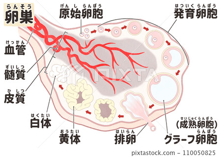 Japanese illustrations of the ovaries and the process of follicle formation; easy-to-understand human anatomy diagrams 110050825
