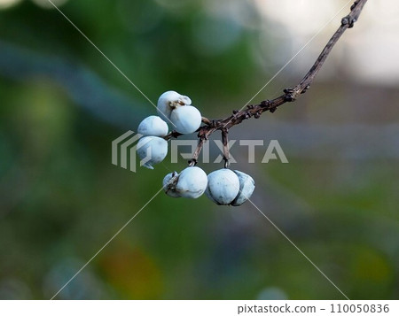 Close-up of white Nanking goby fruit (Top of Nanking oak branch) 110050836