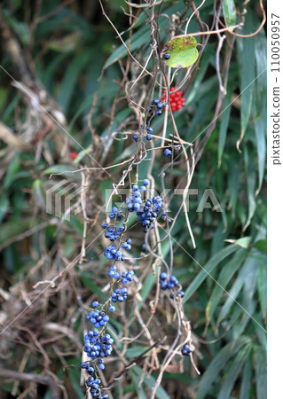 Bluetail, beautiful color 110050957