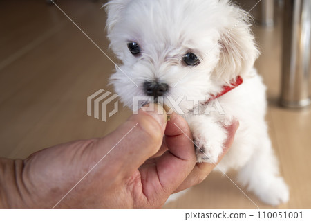 Maltese 110051001