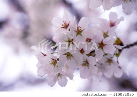 Sakurairo ~Spring day~ 110051050