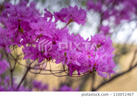 早春色彩鮮豔的三葉茅草～北國的春天～ 110051467