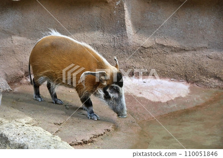 Portrait of red river boar Portrait of red river boar 110051846