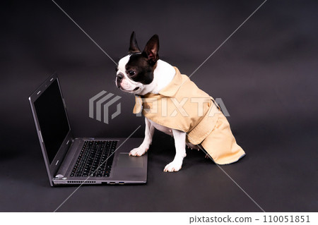 Funny little dog lying in front of laptop and looking with interest at screen in studio Funny little dog lying in front of laptop and looking with interest at screen in studio 110051851