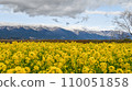 Mt. Hira and early blooming rape blossoms 110051858