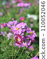 粉色波斯菊盛開在秋天的原野 110052046