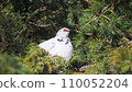 sleepy male ptarmigan 110052204
