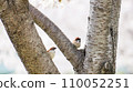 A pair of sparrows in a cherry tree 110052251