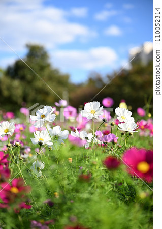 發光在藍天的波斯菊 110052314