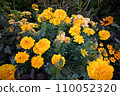 黃色萬壽菊花 110052320