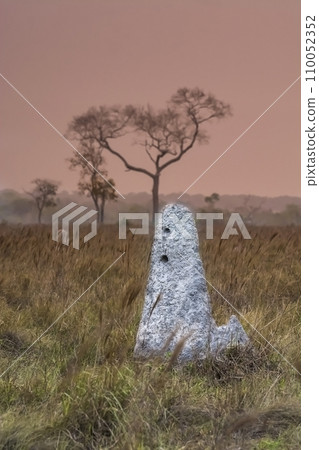 Termite mounds in Pantanal countyside environment,, Transpantaneira Route, Pantanal, Mato grosso.Brazil. Termite mounds in Pantanal countyside environment,, Transpantaneira Route, Pantanal, Mato grosso.Brazil. 110052352