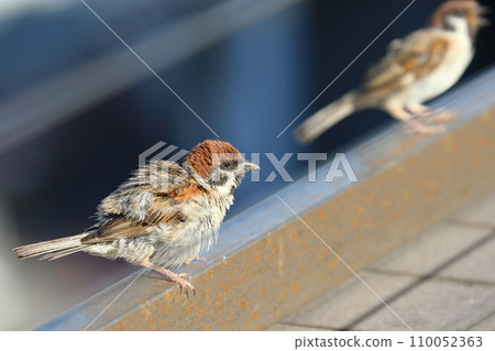 麻雀熟悉的野鳥 麻雀熟悉的野鳥 110052363