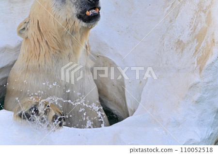 北極熊有力地從洞裡鑽出來 北極熊有力地從洞裡鑽出來 110052518