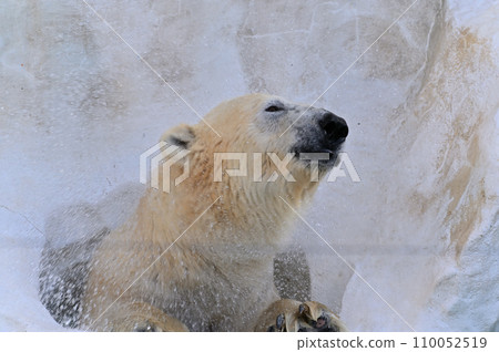 北極熊 北極熊 110052519