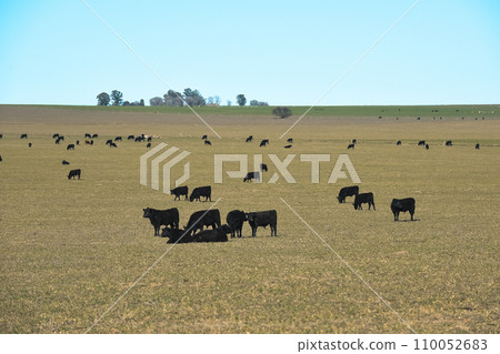 Cattle raising  with natural pastures in Pampas countryside, La Pampa Province,Patagonia, Argentina. 110052683