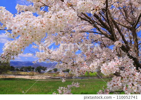 武庫川河床櫻花盛開（兵庫縣尼崎市） 110052741