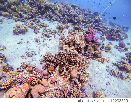 Underwater life of reef with corals, shoal of Lyretail anthias (Pseudanthias squamipinnis) and other kinds of tropical fish. Coral Reef at the Red Sea, Egypt. Underwater life of reef with corals, shoal of Lyretail anthias (Pseudanthias squamipinnis) and other kinds of tropical fish. Coral Reef at the Red Sea, Egypt. 110052853