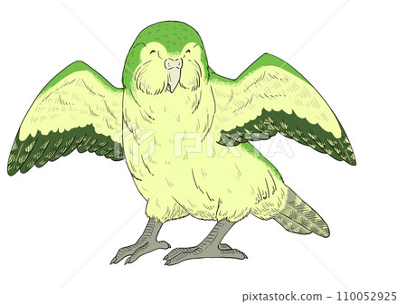 鴞鸚鵡的插圖，臉上非常幸福 110052925