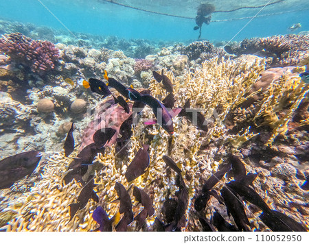 Shoal of differend kinds of the fish -  sailfin tang, Longnose Parrotfish, Picasso trigger, Birdmouth wrasse, Klunzinger's wrasse and other tropical fish swimming at the coral reef in the Red Sea, 110052950