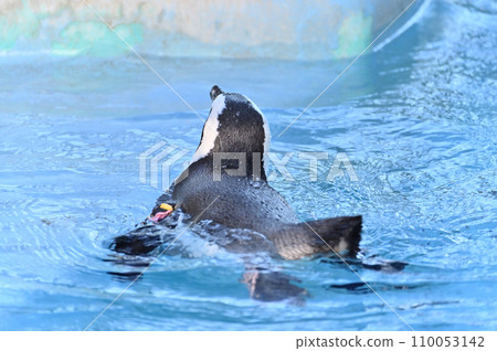 Cape Penguins swimming comfortably 110053142