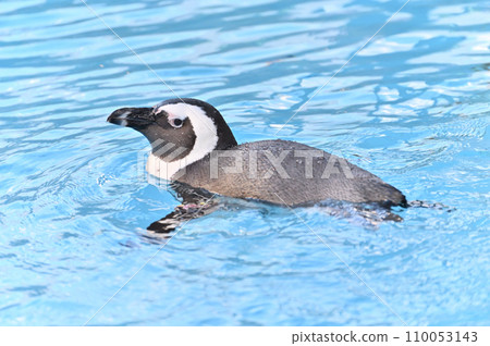 Cape Penguins swimming comfortably Cape Penguins swimming comfortably 110053143