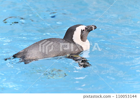 Cape Penguins swimming comfortably Cape Penguins swimming comfortably 110053144