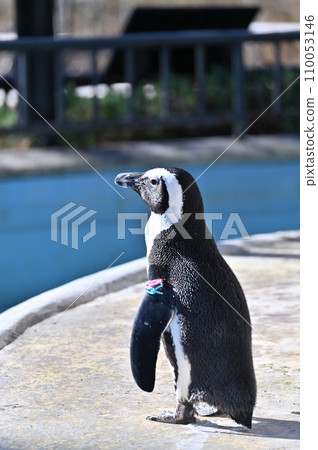 Cape Penguin Cape Penguin 110053146