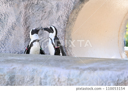 Cape Penguin 110053154