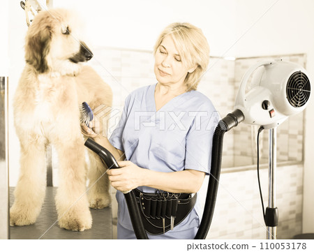 Hairdresser professional dries hair by fen dog fur Afghan hound dog in hairdresser for animal 110053178