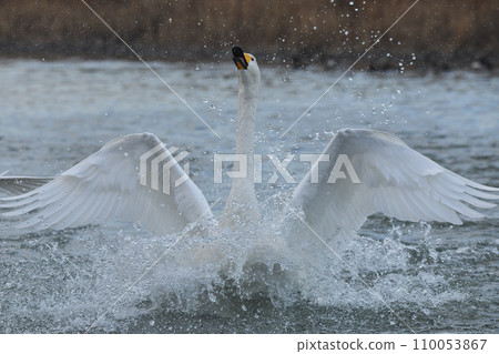 Swan Swan 110053867