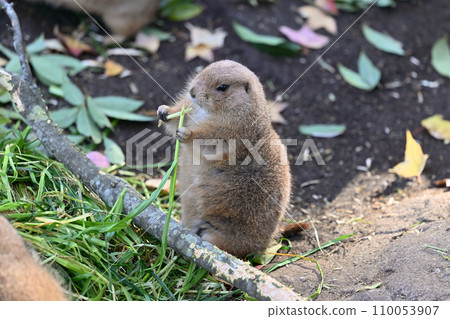 草原土撥鼠吃東西（黑尾草原土撥鼠） 110053907