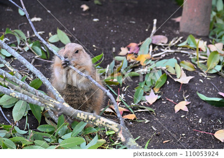 Prairie dog gnawing on a branch (Black-tailed prairie dog) Prairie dog gnawing on a branch (Black-tailed prairie dog) 110053924