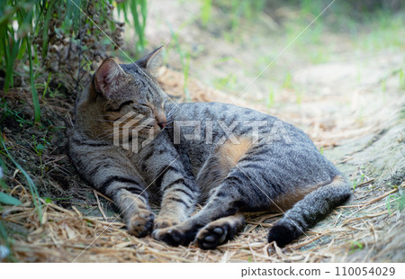 A light brown striped cat was lying on the dry grass with its eyes open A light brown striped cat was lying on the dry grass with its eyes open 110054029