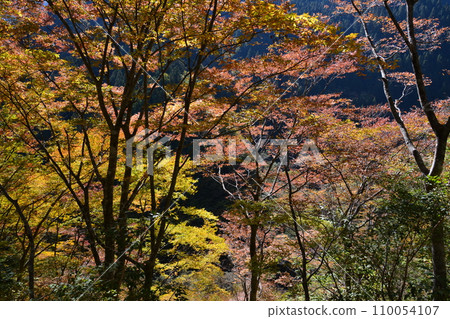 紅葉2(高知縣土佐郡大川村) 紅葉2(高知縣土佐郡大川村) 110054107