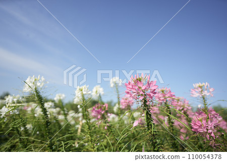 spider flower, Cleome pink flower spider flower, Cleome pink flower 110054378