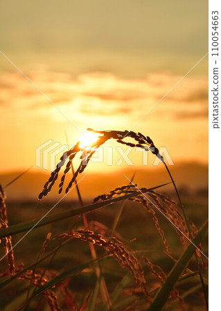 稻穗（新潟縣） 110054663