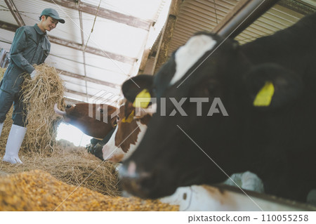 cow, cattle, cows 110055258
