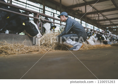 cow, cattle, cows 110055263