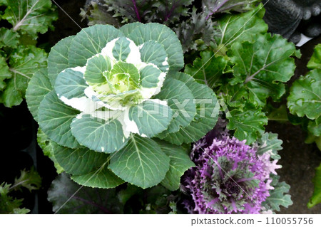 A leaf button that is popular during the New Year. A leaf button that resembles a peony flower. 110055756