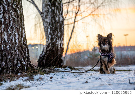 A small dog sits in the snow and is tied by a leash to a tree. A small dog sits in the snow and is tied by a leash to a tree. 110055995