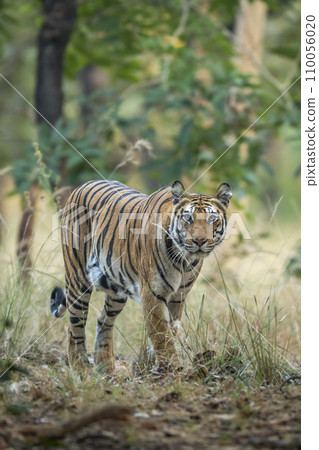 wild indian female bengal tiger or panthera tigris in natural scenic green background on territory stroll head on in winter evening safari bandhavgarh national park forest reserve madhya pradesh india wild indian female bengal tiger or panthera tigris in natural scenic green background on territory stroll head on in winter evening safari bandhavgarh national park forest reserve madhya pradesh india 110056020