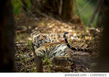 wild indian male bengal tiger or panthera tigris fine art closeup with eye contact in morning safari tail up resting in shade at bandhavgarh national park forest reserve madhya pradesh india asia wild indian male bengal tiger or panthera tigris fine art closeup with eye contact in morning safari tail up resting in shade at bandhavgarh national park forest reserve madhya pradesh india asia 110056023
