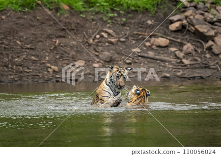 two wild male bengal tigers or brother in action fight for territory in pond water in winter season safari adventure at ranthambore national park forest tiger reserve sawai madhopur rajasthan india 110056024
