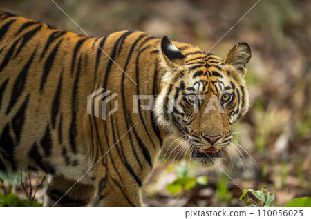 wild indian male bengal tiger or panthera tigris fine art closeup or portrait with eye contact in morning safari at bandhavgarh national park forest reserve madhya pradesh india asia 110056025