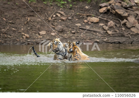 two wild male bengal tigers or brothers in action fighting for territory in pond water in monsoon season safari at ranthambore national park forest tiger reserve sawai madhopur rajasthan india asia 110056026