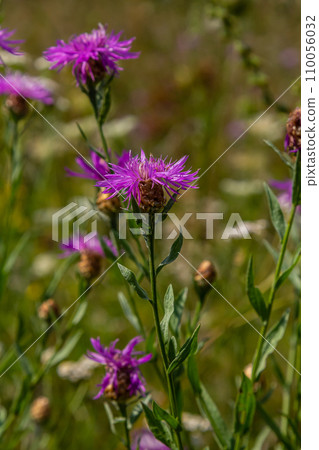 Centaurea jacea, the Brown Knapweed, known also as Brown-rayed Knapweed, Brownray Knapweed and Hardheads Centaurea jacea, the Brown Knapweed, known also as Brown-rayed Knapweed, Brownray Knapweed and Hardheads 110056032