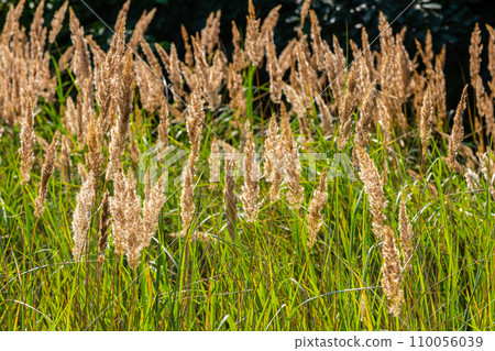 Inflorescence of wood small-reed Calamagrostis epigejos on a meadow Inflorescence of wood small-reed Calamagrostis epigejos on a meadow 110056039