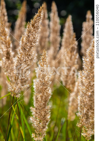 Inflorescence of wood small-reed Calamagrostis epigejos on a meadow Inflorescence of wood small-reed Calamagrostis epigejos on a meadow 110056040