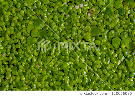 Duckweed - Cultivation of duckweed. Lemna trisulca Duckweed - Cultivation of duckweed. Lemna trisulca 110056050